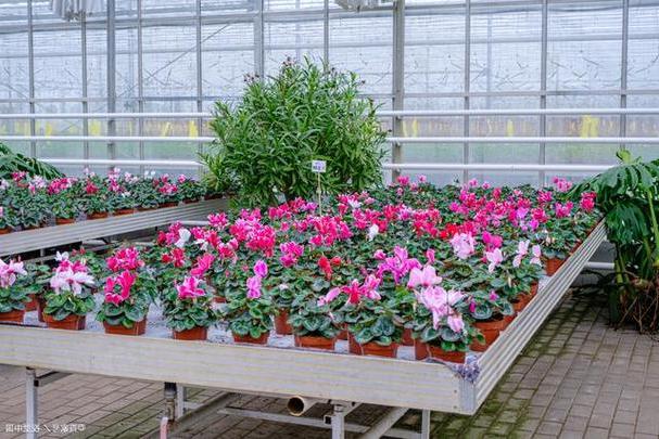 花卉大棚采暖:如何保证花卉的品质和产量?