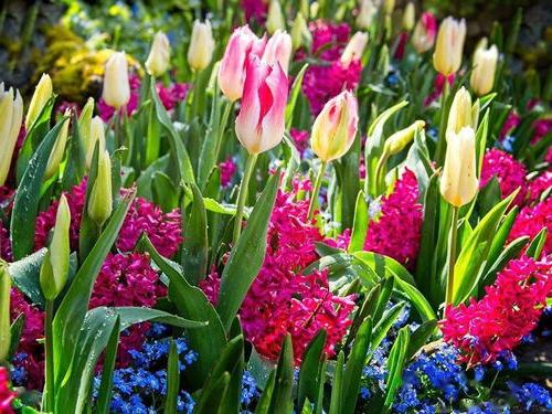 10种好看又好养的花卉,点亮你春天的花园 图鉴